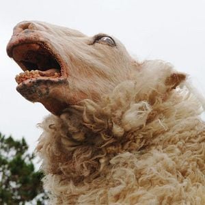 Foto Ovejas asesinas