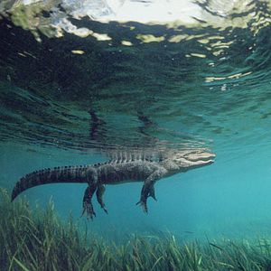 Foto Greg MacGillivray