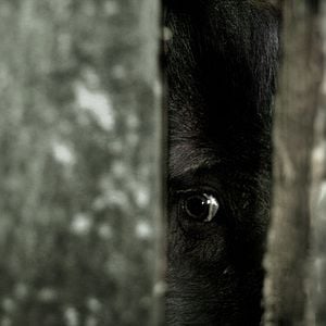 Foto Los abandonados