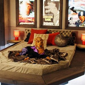 Foto Perro al rescate