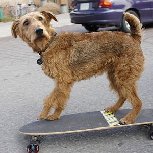 Foto Perro al rescate