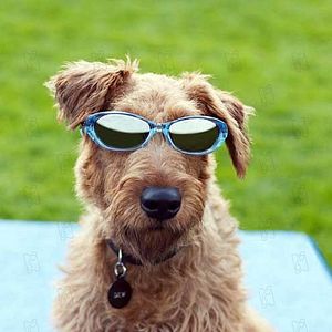 Foto Perro al rescate