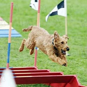 Foto Perro al rescate