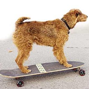 Foto Perro al rescate