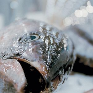 Foto Nosotros alimentamos al mundo