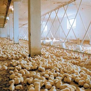 Foto Nosotros alimentamos al mundo