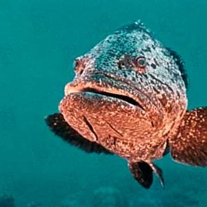 Foto Jacques-Yves Cousteau