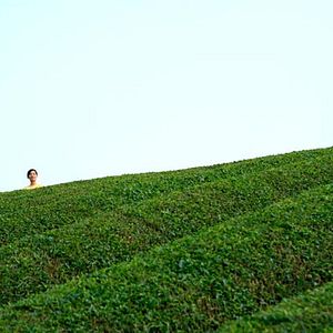 Foto El bosque del luto