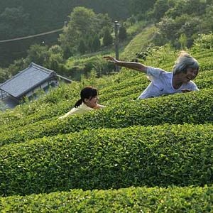 Foto El bosque del luto