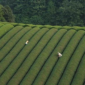 Foto El bosque del luto