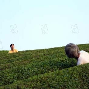 Foto El bosque del luto