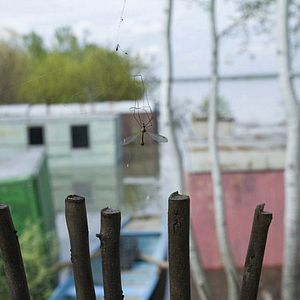 Foto The Mosquito problem and other stories