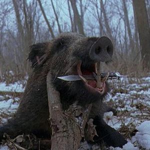 Foto The Mosquito problem and other stories