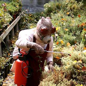 Foto Avant Pétalos Grillados