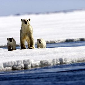 Foto Los reyes del Ártico
