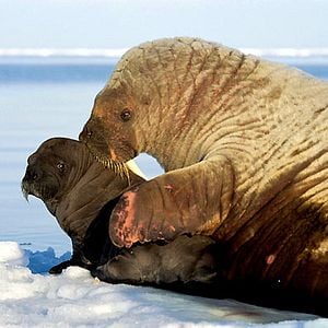Foto Los reyes del Ártico