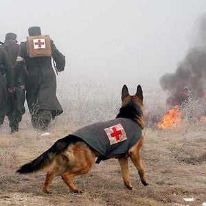 Foto Las nuevas aventuras de Rin-Tin-Tin