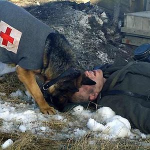 Foto Las nuevas aventuras de Rin-Tin-Tin