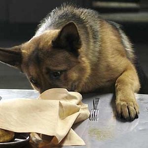 Foto Las nuevas aventuras de Rin-Tin-Tin