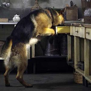 Foto Las nuevas aventuras de Rin-Tin-Tin