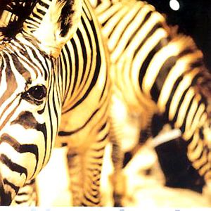 Foto Nicolas Philibert