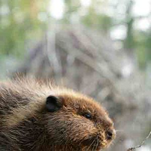Foto Mechón Blanco, las aventuras del pequeño castor