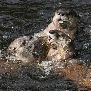 Foto Mechón Blanco, las aventuras del pequeño castor