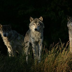 Foto Mechón Blanco, las aventuras del pequeño castor