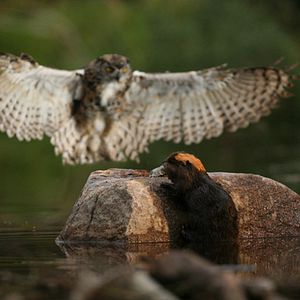 Foto Mechón Blanco, las aventuras del pequeño castor
