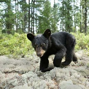 Foto Mechón Blanco, las aventuras del pequeño castor