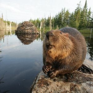 Foto Mechón Blanco, las aventuras del pequeño castor