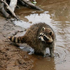 Foto Mechón Blanco, las aventuras del pequeño castor