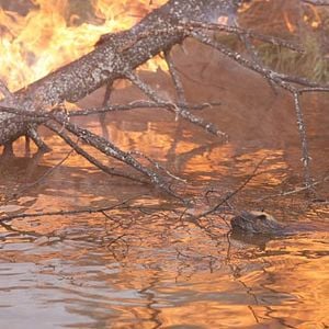 Foto Mechón Blanco, las aventuras del pequeño castor
