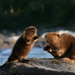 Foto Mechón Blanco, las aventuras del pequeño castor
