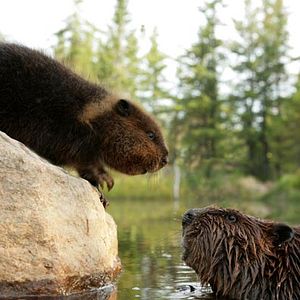 Foto Mechón Blanco, las aventuras del pequeño castor