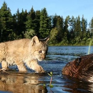 Foto Mechón Blanco, las aventuras del pequeño castor