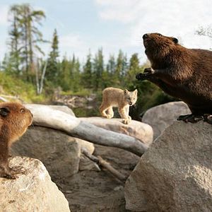 Foto Mechón Blanco, las aventuras del pequeño castor