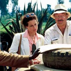 Foto Gorilas en la niebla