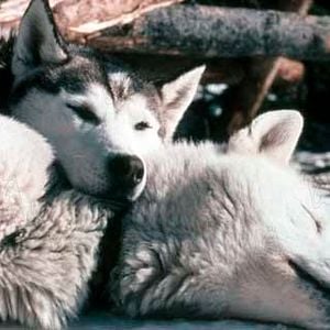 Foto El último cazador