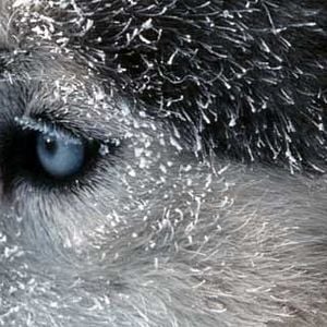 Foto El último cazador