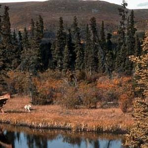 Foto El último cazador