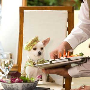 Foto Un chihuahua en Beverly Hills