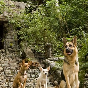 Foto Un chihuahua en Beverly Hills