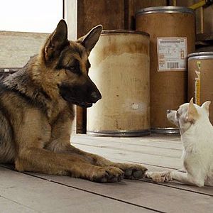 Foto Un chihuahua en Beverly Hills