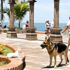 Foto Un chihuahua en Beverly Hills