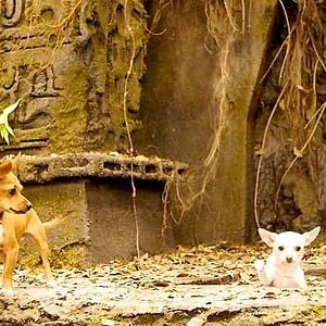 Foto Un chihuahua en Beverly Hills