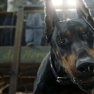 Foto Un chihuahua en Beverly Hills