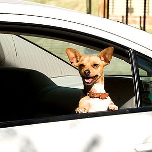 Foto Un chihuahua en Beverly Hills