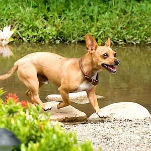 Foto Un chihuahua en Beverly Hills