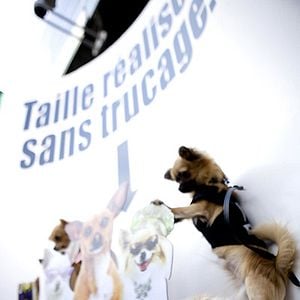 Foto Un chihuahua en Beverly Hills